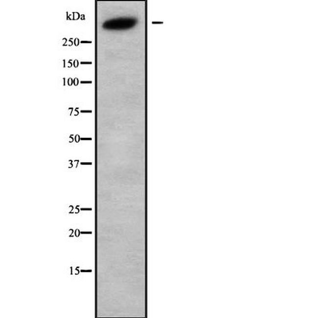 Kalirin Antibody in Western Blot (WB)