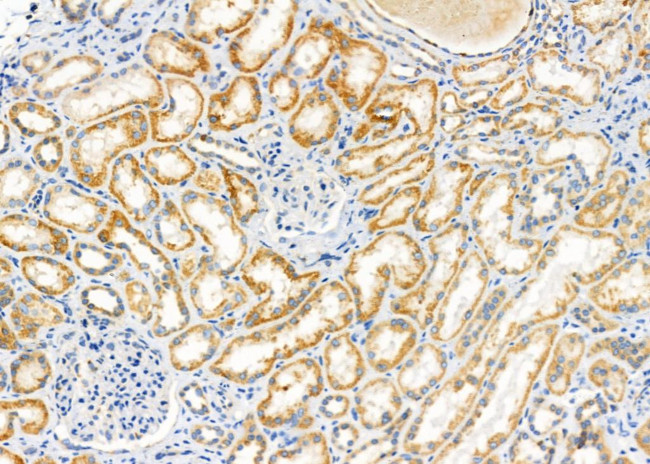 FBF1 Antibody in Immunohistochemistry (Paraffin) (IHC (P))