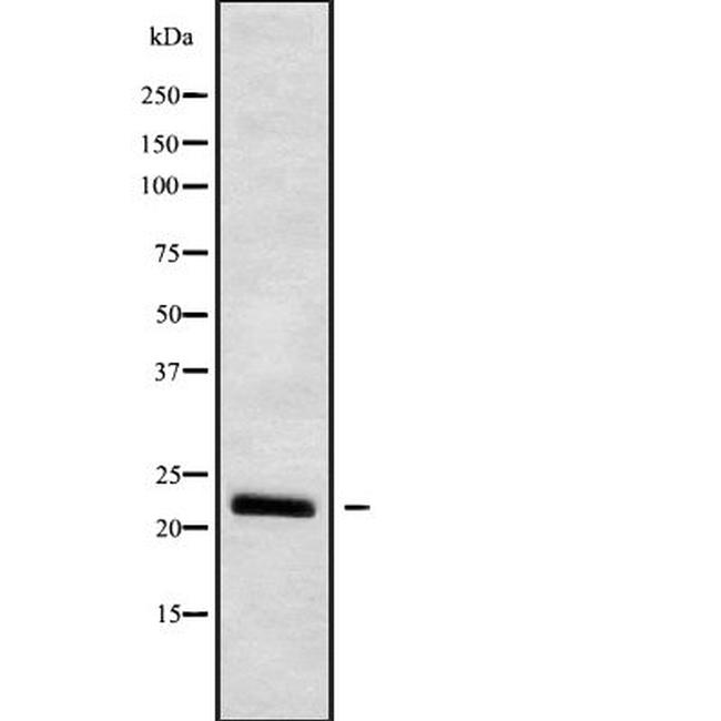 IFN Omega Antibody in Western Blot (WB)