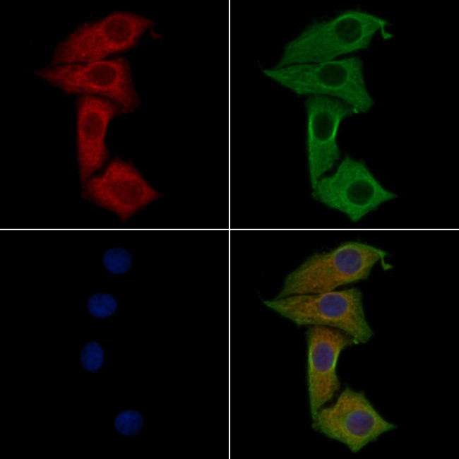 IFN Omega Antibody in Immunocytochemistry (ICC/IF)