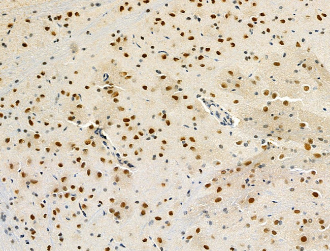 NPR2 Antibody in Immunohistochemistry (Paraffin) (IHC (P))