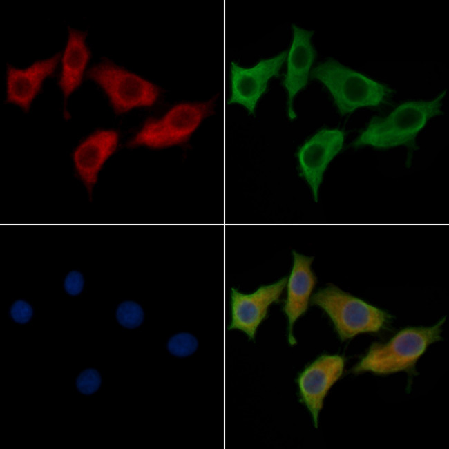 LILRB5 Antibody in Immunocytochemistry (ICC/IF)