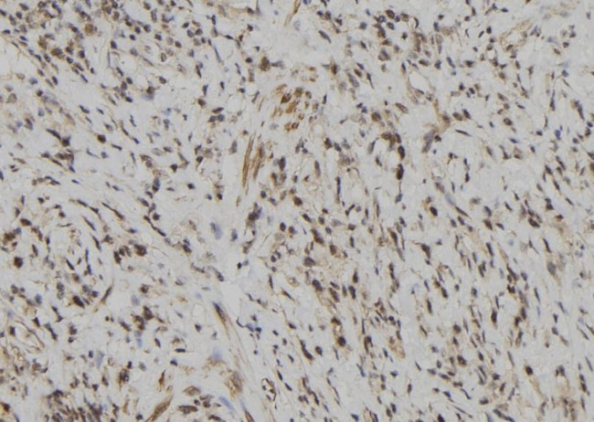 LILRB5 Antibody in Immunohistochemistry (Paraffin) (IHC (P))