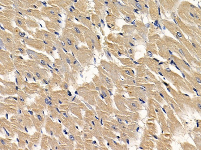 Sclerostin Antibody in Immunohistochemistry (Paraffin) (IHC (P))