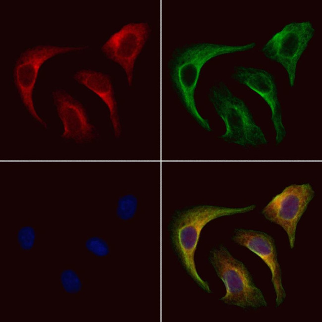 LINGO2 Antibody in Immunocytochemistry (ICC/IF)