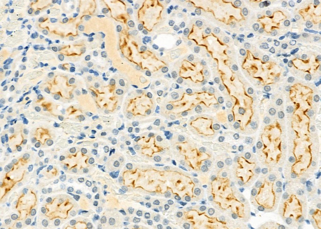 LINGO2 Antibody in Immunohistochemistry (Paraffin) (IHC (P))