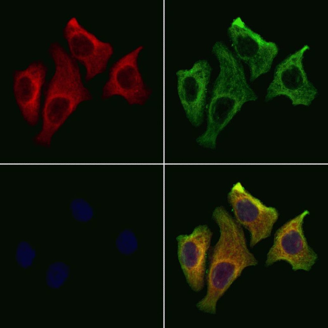 CREG1 Antibody in Immunocytochemistry (ICC/IF)