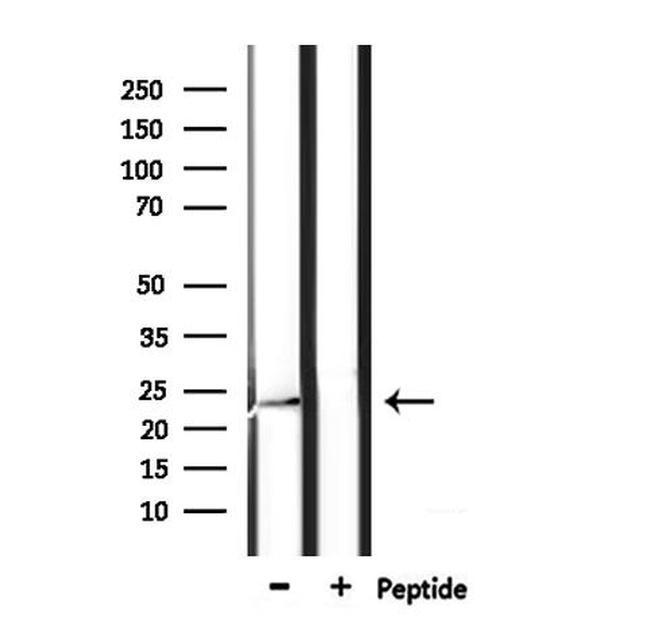 CREG1 Antibody in Western Blot (WB)