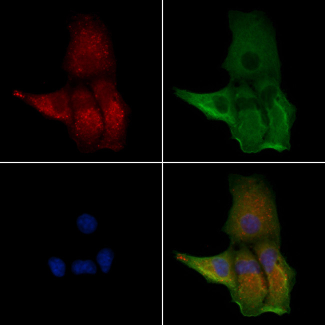 HTR3C Antibody in Immunocytochemistry (ICC/IF)