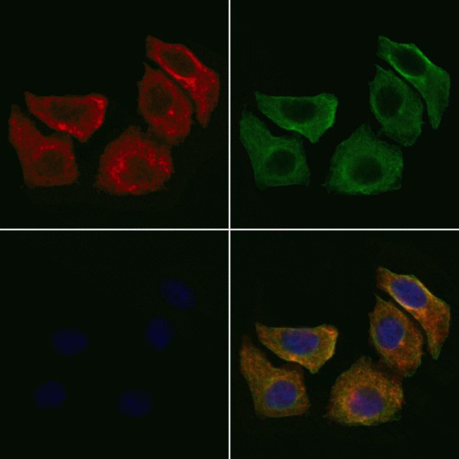 PTGER1 Antibody in Immunocytochemistry (ICC/IF)