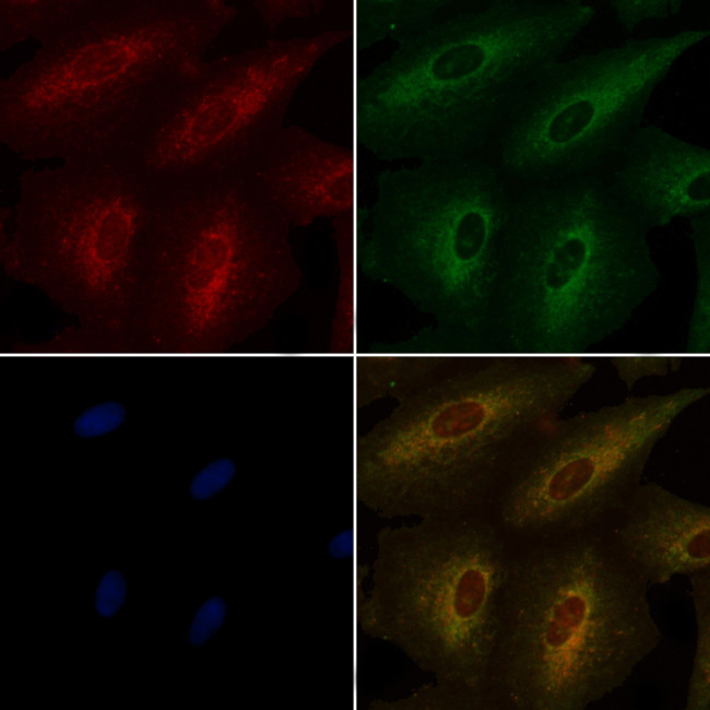 OR52E6/OR52E8 Antibody in Immunocytochemistry (ICC/IF)