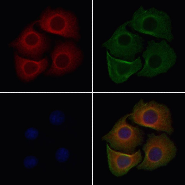 OR14A16 Antibody in Immunocytochemistry (ICC/IF)