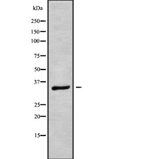 OR1E1 Antibody in Western Blot (WB)