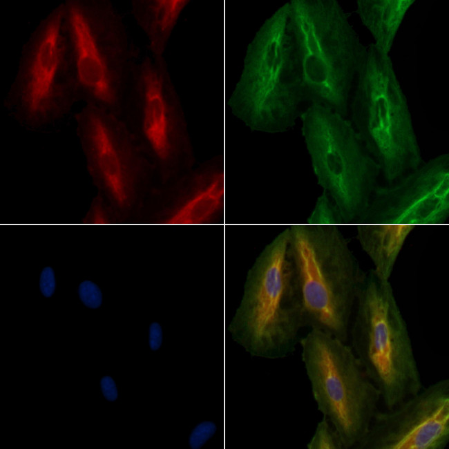 OR2T4 Antibody in Immunocytochemistry (ICC/IF)