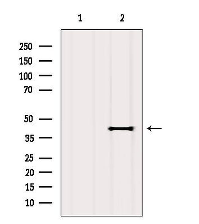 OR2T4 Antibody in Western Blot (WB)