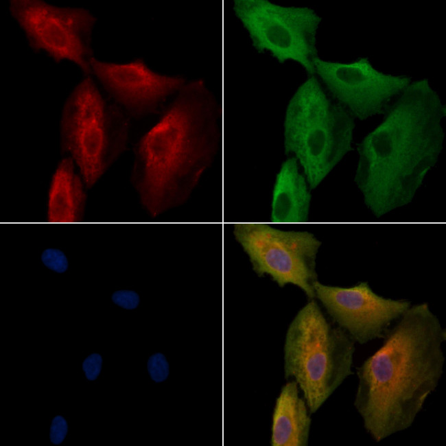 OR5T3 Antibody in Immunocytochemistry (ICC/IF)