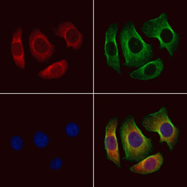 P2Y10 Antibody in Immunocytochemistry (ICC/IF)