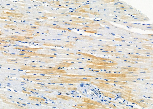 TAS2R40 Antibody in Immunohistochemistry (Paraffin) (IHC (P))