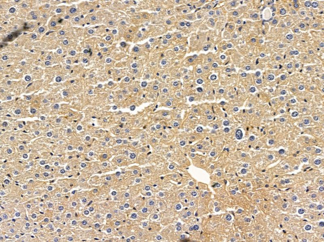 TAS2R60 Antibody in Immunohistochemistry (Paraffin) (IHC (P))