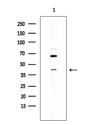 TAS2R4 Antibody in Western Blot (WB)