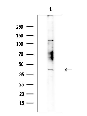 TAS2R4 Antibody in Western Blot (WB)