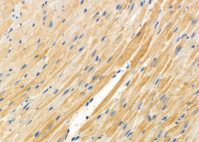 TAS2R9 Antibody in Immunohistochemistry (Paraffin) (IHC (P))