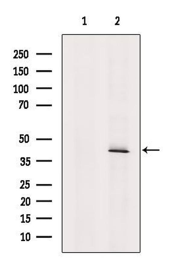 TAAR2 Antibody in Western Blot (WB)