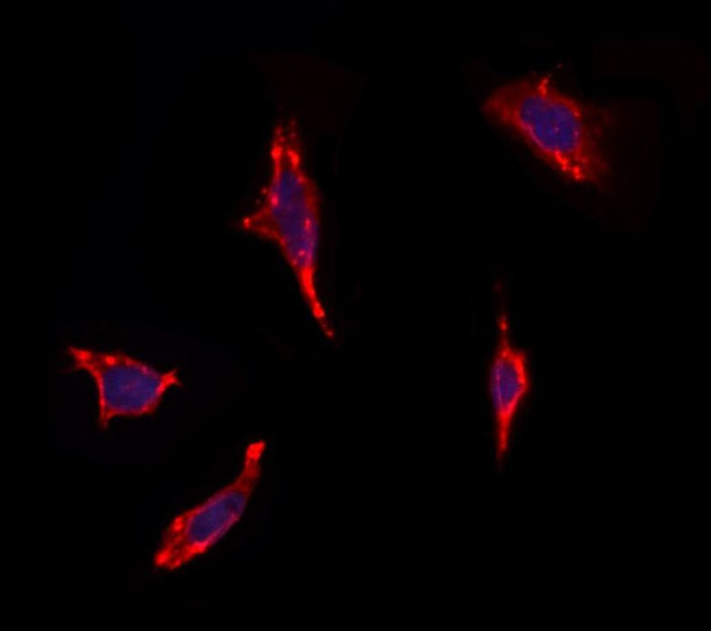 OR13C5 Antibody in Immunocytochemistry (ICC/IF)