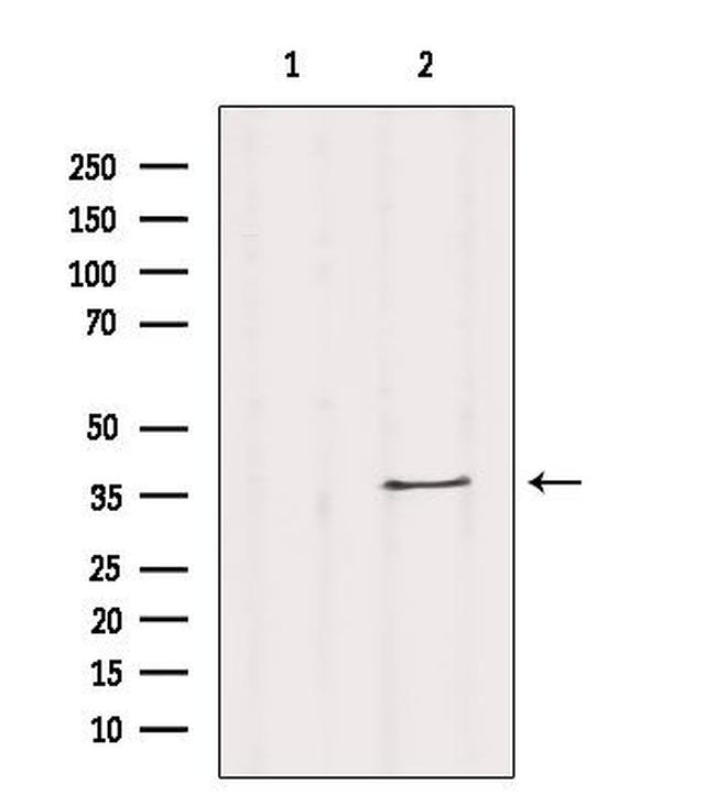 OR13C5 Antibody in Western Blot (WB)