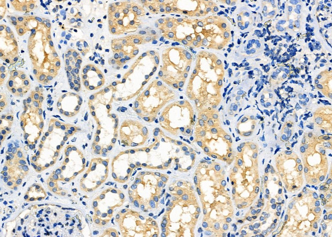 TAS2R46 Antibody in Immunohistochemistry (Paraffin) (IHC (P))