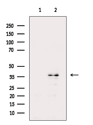 TAS2R46 Antibody in Western Blot (WB)