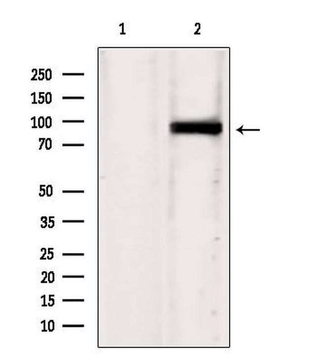 IFT88 Antibody in Western Blot (WB)