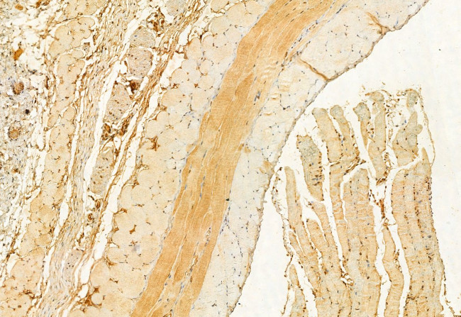 C2orf33 Antibody in Immunohistochemistry (Paraffin) (IHC (P))