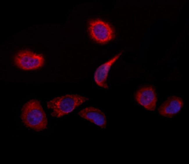 C2orf33 Antibody in Immunocytochemistry (ICC/IF)