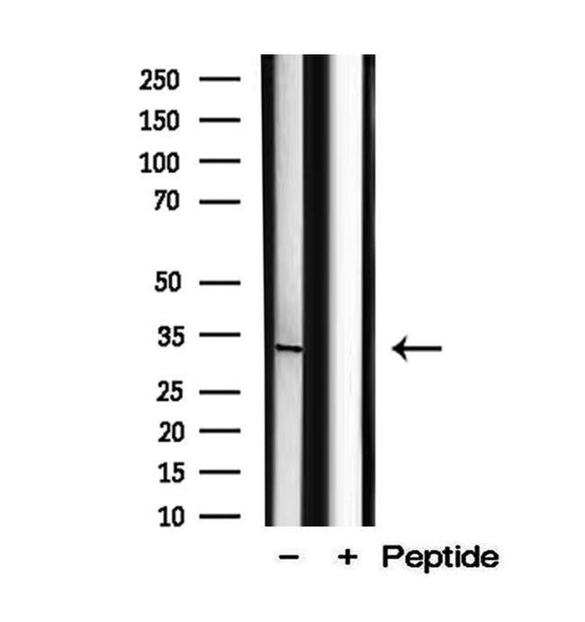 C2orf33 Antibody in Western Blot (WB)