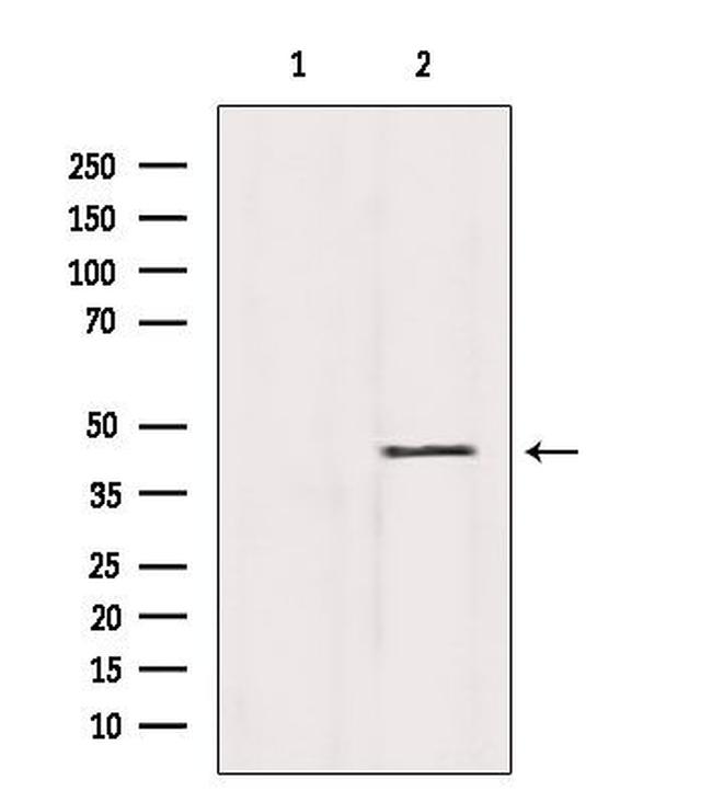 SHARPIN Antibody in Western Blot (WB)