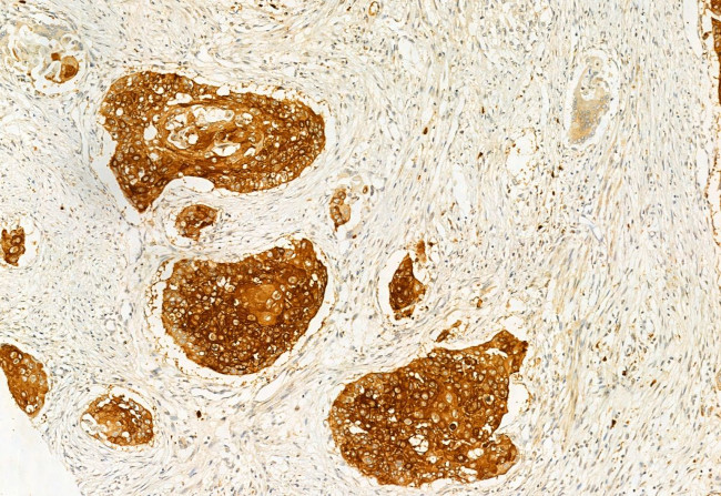 IFT20 Antibody in Immunohistochemistry (Paraffin) (IHC (P))