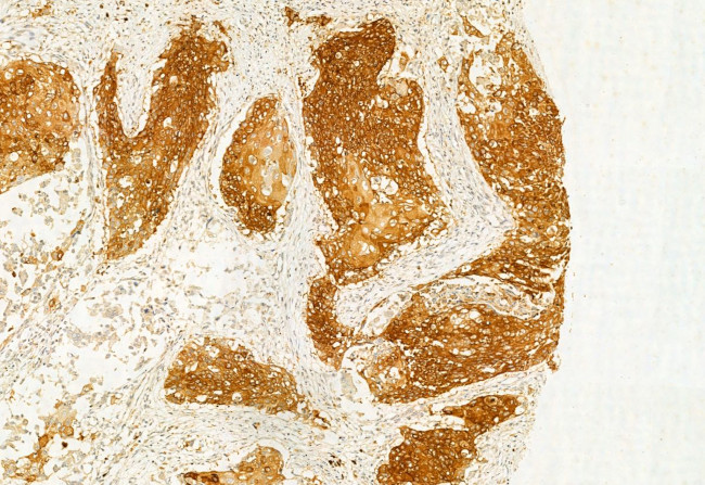 IFT20 Antibody in Immunohistochemistry (Paraffin) (IHC (P))