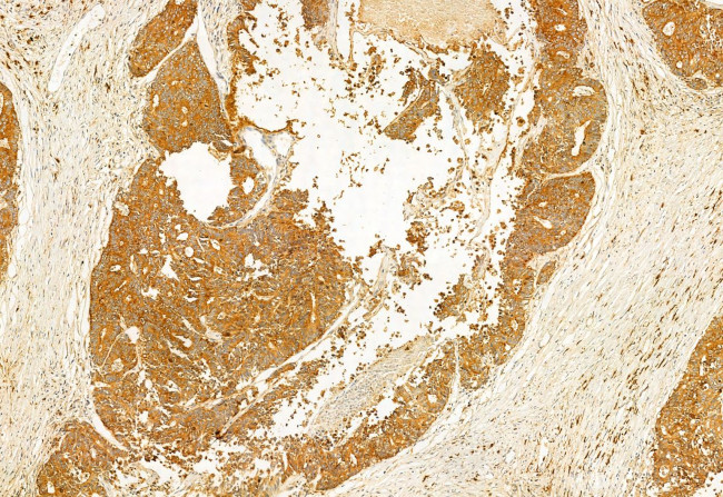 IFT20 Antibody in Immunohistochemistry (Paraffin) (IHC (P))