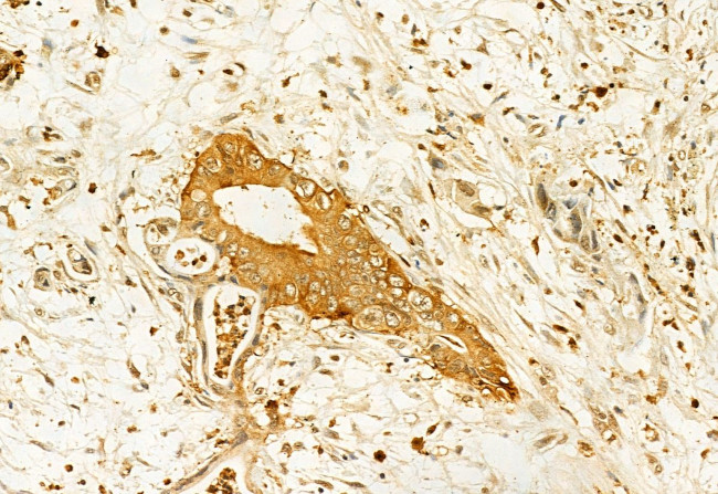 IFT20 Antibody in Immunohistochemistry (Paraffin) (IHC (P))