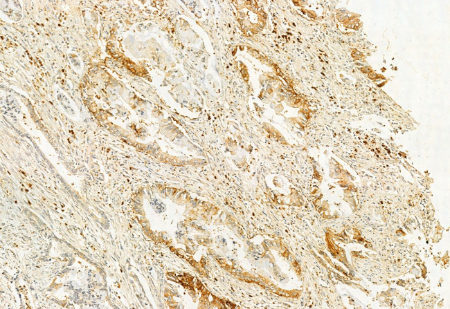 IFT20 Antibody in Immunohistochemistry (Paraffin) (IHC (P))