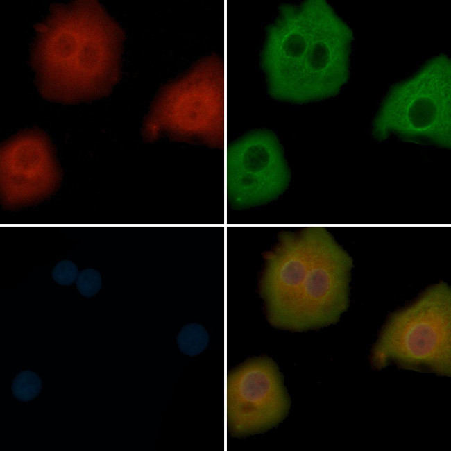 SMCR7L Antibody in Immunocytochemistry (ICC/IF)