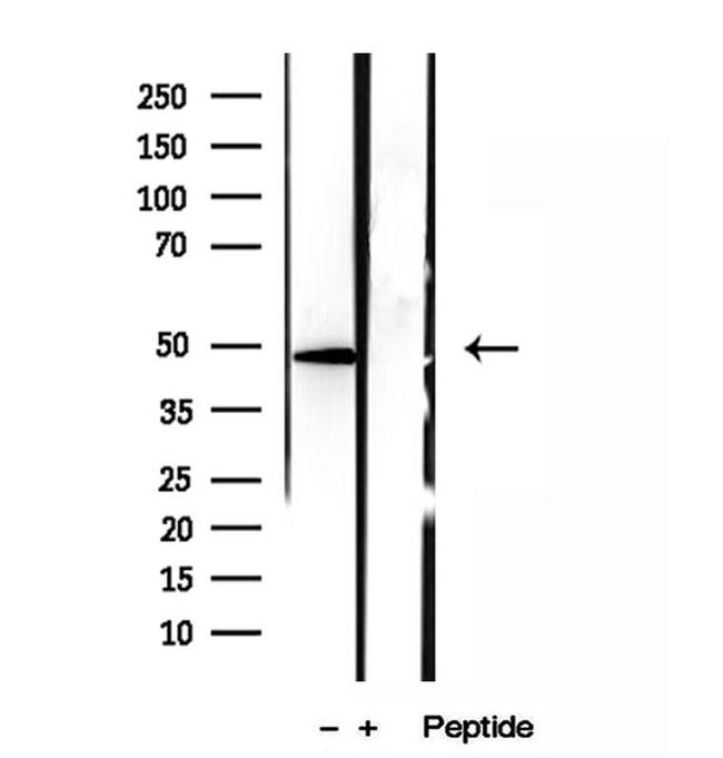 SMCR7L Antibody in Western Blot (WB)