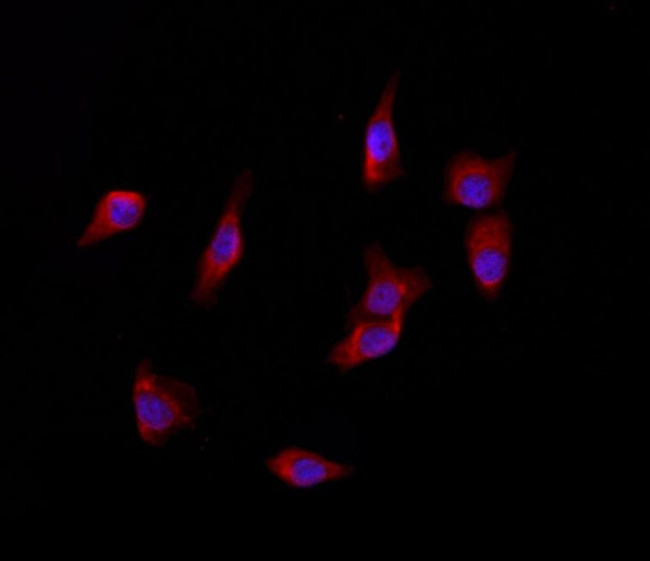 YME1L1 Antibody in Immunocytochemistry (ICC/IF)