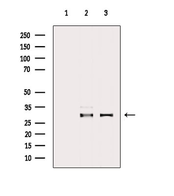 ECHS1 Antibody in Western Blot (WB)