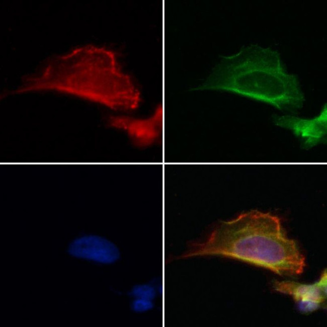 PRKCDBP Antibody in Immunocytochemistry (ICC/IF)