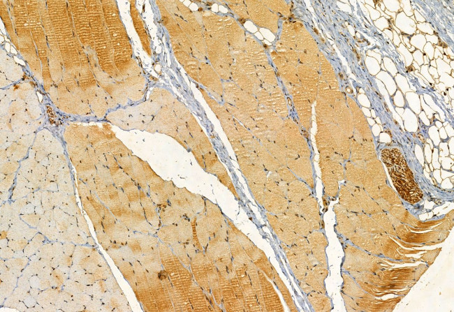 Pallidin Antibody in Immunohistochemistry (Paraffin) (IHC (P))