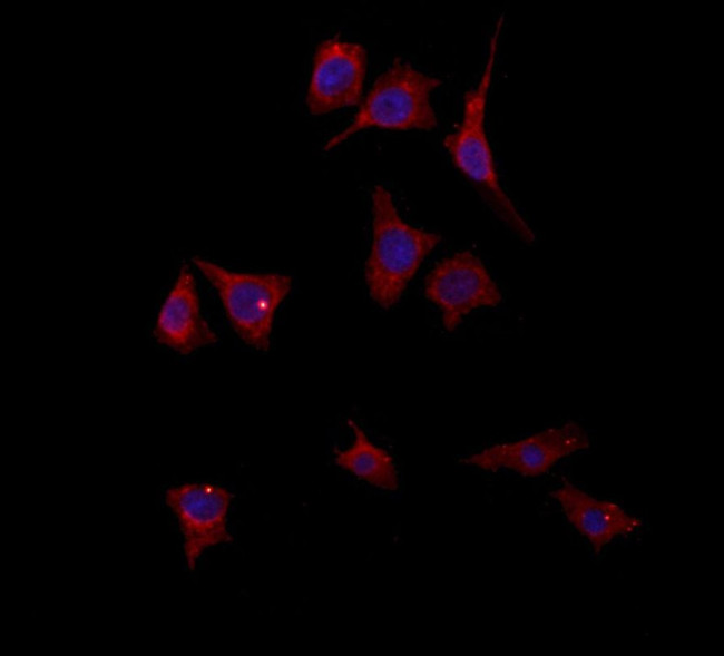 PYCR1 Antibody in Immunocytochemistry (ICC/IF)