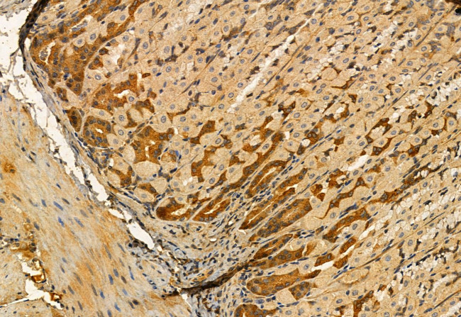 MPP5 Antibody in Immunohistochemistry (Paraffin) (IHC (P))