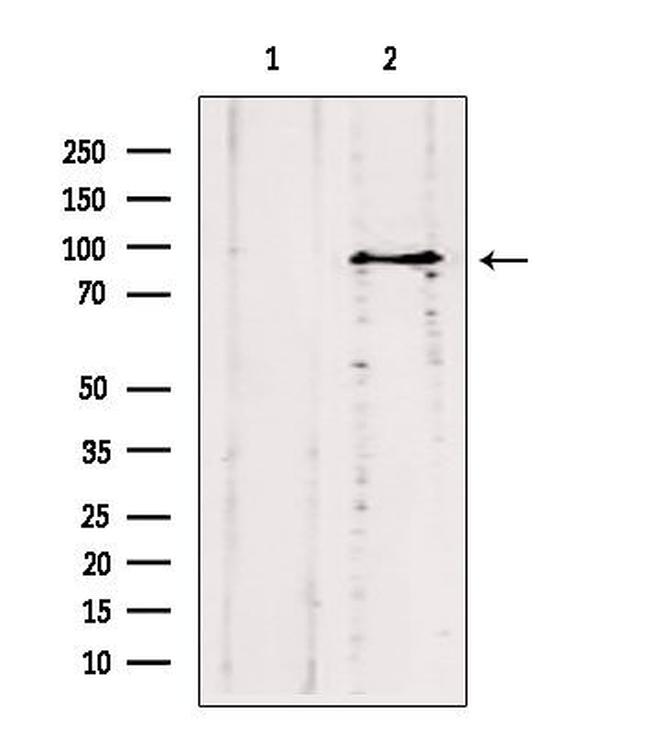 ODF2 Antibody in Western Blot (WB)